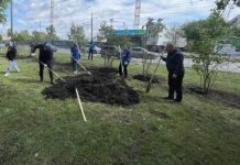 В Пензе до конца года посадят яблони и сирень