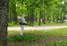 Олимпийскую аллею на два дня закроют из-за акарицидной обработки