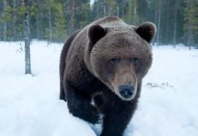 Сегодня в России отмечают День медведей 