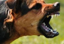 В Кузнецке бродячая собака вцепилась в лицо ребенка