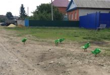 В Пензенской области появились зеленые гуси