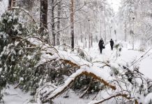 Упавшие сосны и сугробы: Заречный завалило снегом. ФОТО