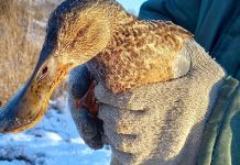 Пензенский рыбак спас дикую утку