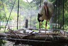 В Пензенском зоопарке появились два птенца белого аиста