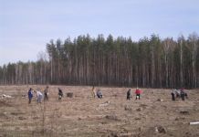 Пензенцев приглашают помочь посадить лес