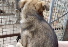 ﻿Пензенцы сообщают о гниющих ранах у собак в приемнике