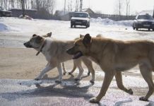 В Пензе более тысячи человек пострадали от укусов бродячих собак