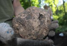 На Золотаревском городище обнаружили артефакт 13 века