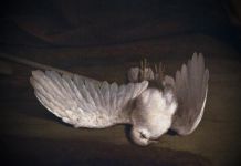 Пензенскую управляющую компанию оштрафуют за мертвых птиц и фекалии