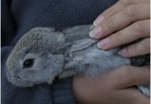 Пензенцев беспокоит судьба кроликов с улицы Московской	