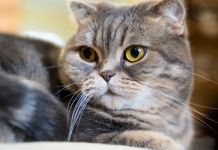 ﻿﻿Психологи нашли способ общения с кошками при помощи глаз