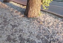 Пензенцы попросили спилить в городе все тополя