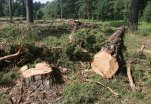Пензенцам объяснили, на каком основании вырубают лес в Ахунах