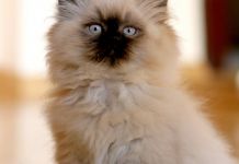Котята могут смертельно заразить человека