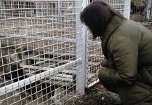 Депутат Заксобра проверила пензенский приют для собак