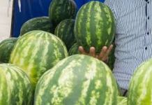 Арбузы и дыни могут быть опасны