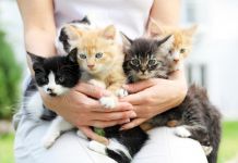 Сегодня в мире отмечают день кошек