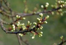 Весна в Пензенской области идет с опережением на три недели