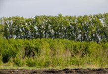 Двум пензенским деревьям присвоят статус памятников живой природы