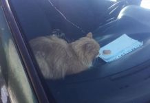 Кота на Ладожской, 135, спасли из запертой машины 
