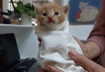В Пензенской картинной галерее пытаются найти дом необычному посетителю