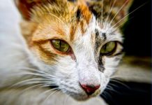Мужчина избил мертвым котом ветеринара