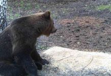 В Городищенском районе грибники увидели следы медведя и медвежонка