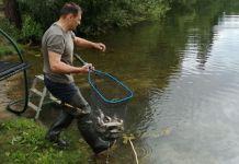 В Заречном в лесной пруд выпустили белого амура