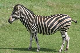 В зоопарке впервые покажут, как ест зебра