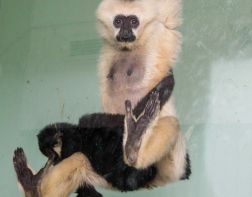 Как живут приматы в Пензенском зоопарке