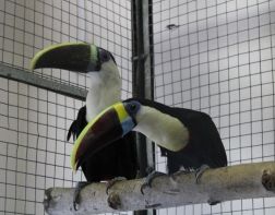 В Пензенском зоопарке появились новые тропические птицы