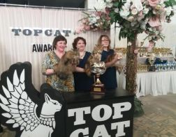 В Пензе выбрали самых красивых кошек мира