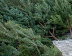 Пензенец незаконно срубил 9 "новогодних" деревьев
