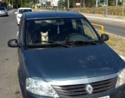 В Пензе хозяева оставили собаку в машине на жаре