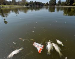 Экокатастрофа на Суре: в реке плавает мертвая рыба