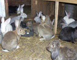 В Пензе хотят выращивать кроликов 