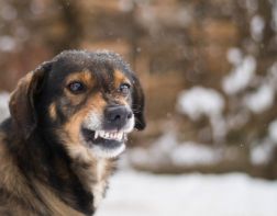 В Пензе отловить бродячих собак вынудит новый судебный иск 