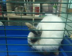 Пензенские волонтеры спасли кроликов от смерти