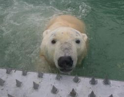 На открытии вольера белый медведь искупался в бассейне