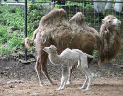 В Пензенском зоопарке изменился режим работы 