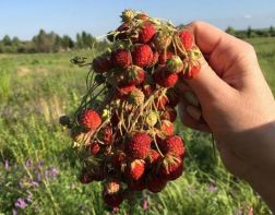 ﻿Пензенцы хвалятся в соцсетях урожаем ягод 