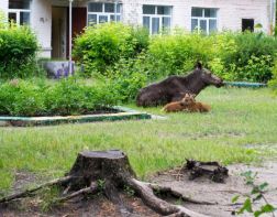 Зареченцы встретили около детского сада лосиху с детенышами