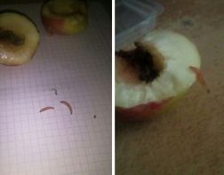 Плесень и червяки: пензенцы продолжают жаловаться на некачественные продукты