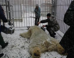 В зоопарке проверили здоровье белого медведя