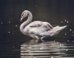 В Пензе пытаются спасти одинокого белого лебедя 