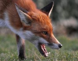 На жителей Пензенской области нападают лисы 