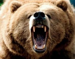 В иркутской тайге пензенца загрыз медведь
