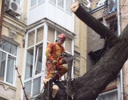 ﻿Пока не рухнет на голову: пензенцам угрожают старые деревья