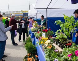  В  Пензе вновь  откроется фестиваль  «АгроFest»