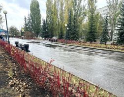 В Пензе на озеленение города потратят 15 млн рублей